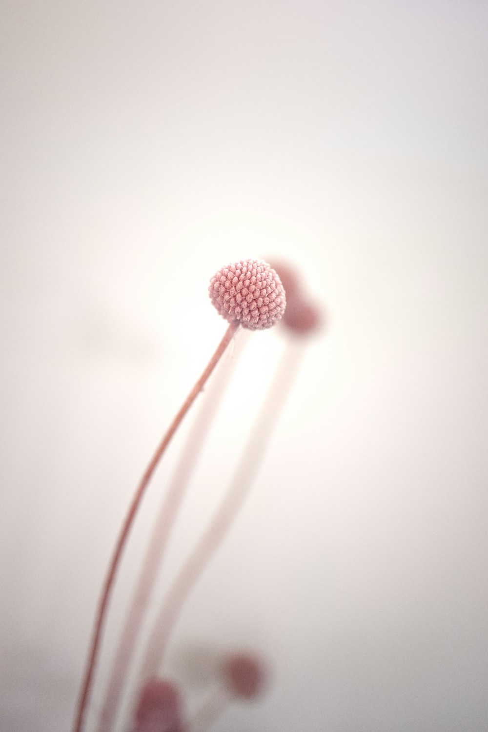 white dandelion flower in close up photography