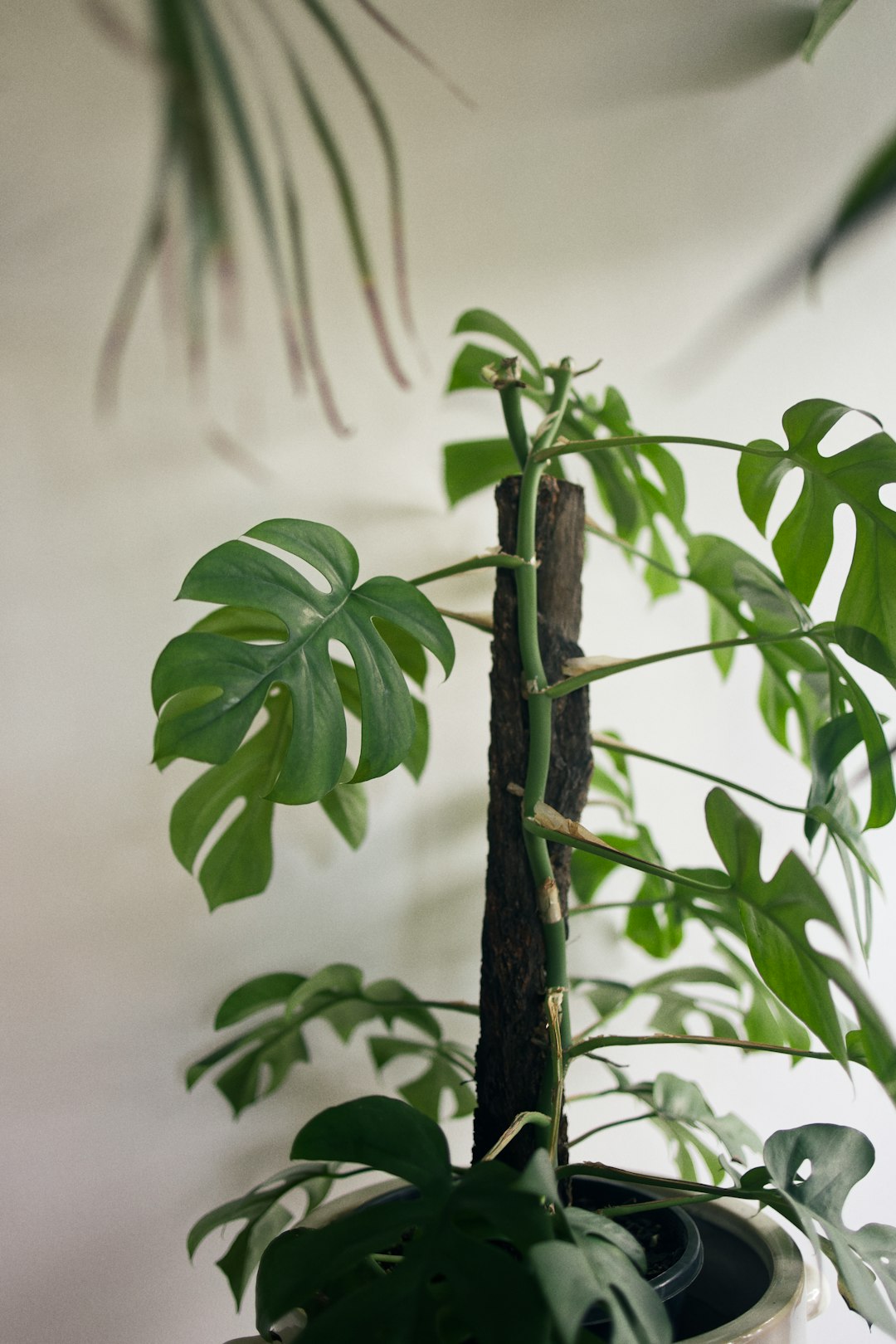 green leaves in tilt shift lens