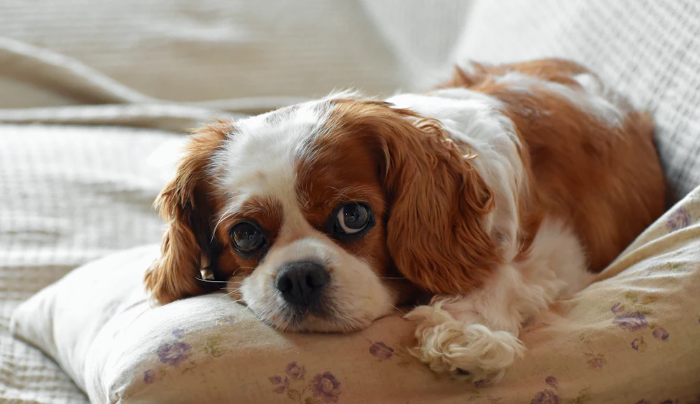 Cavalier King Charles Spaniel, photo 4