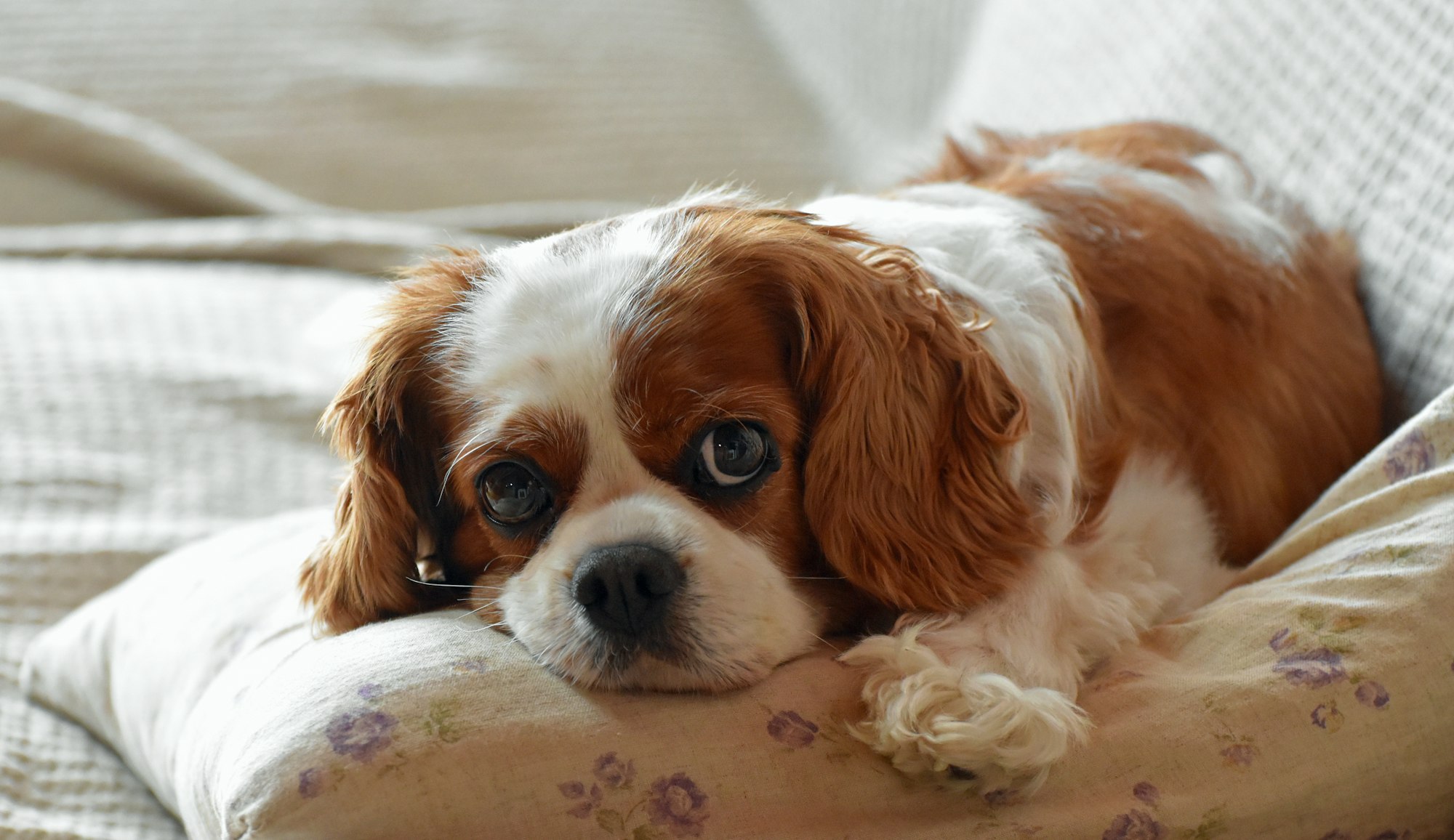 Cavalier King Charles Spaniel