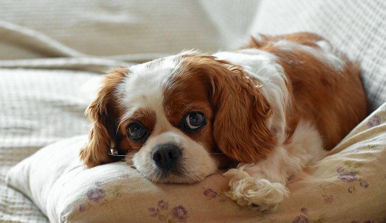 Cavalier King Charles Spaniel resting its head on pale bedding