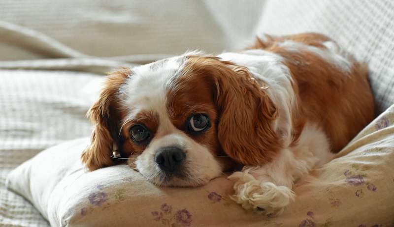 Cavalier King Charles Spaniel resting its head on pale bedding