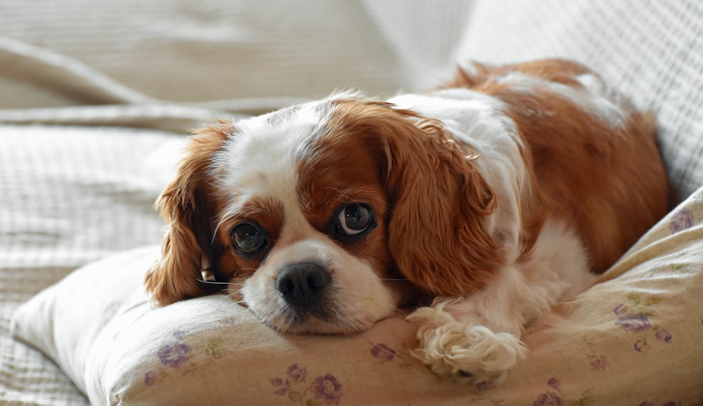 brauner und weißer langhaariger kleiner Hund, der auf weißem Textil liegt