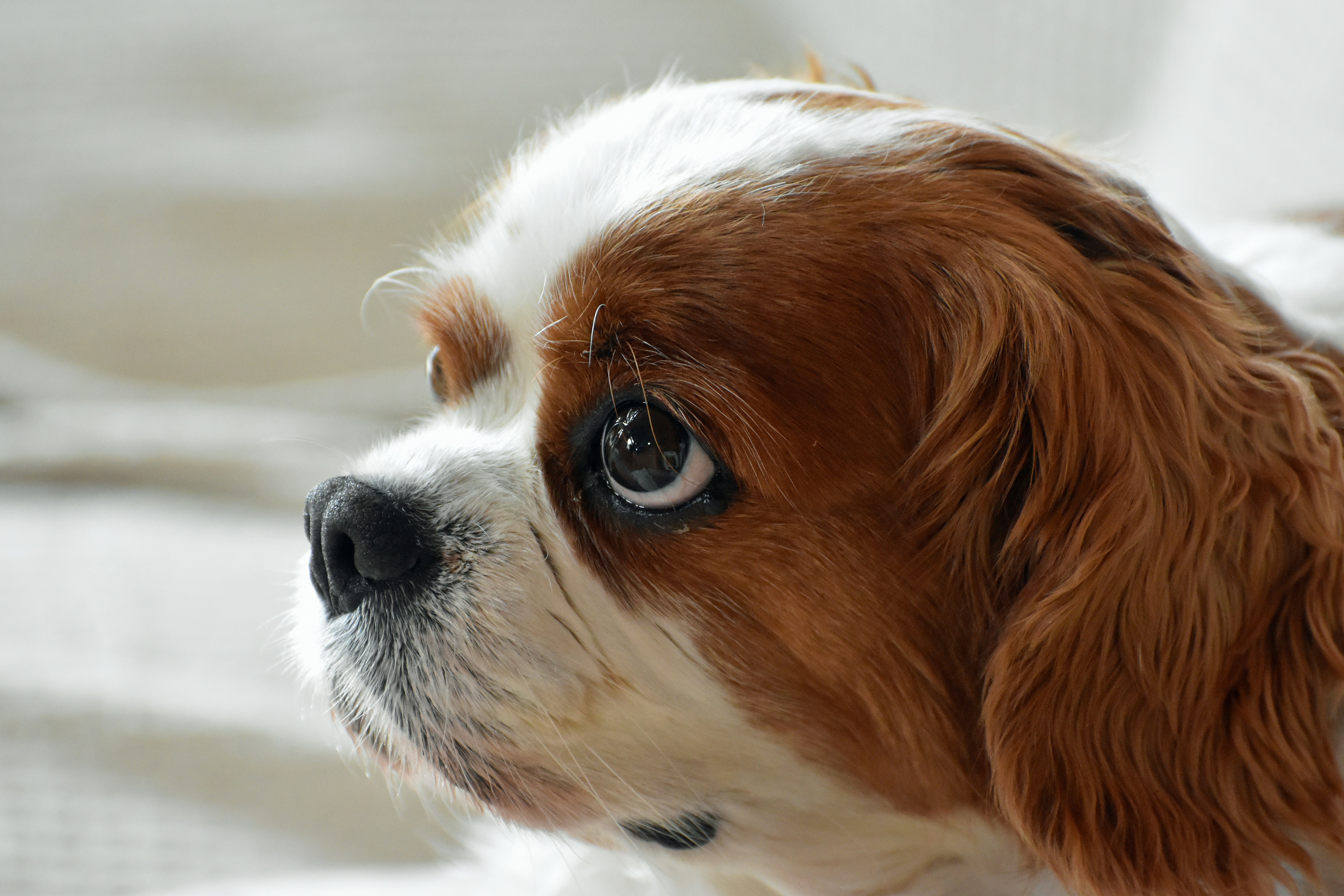 Decoding Cavalier King Charles Spaniel Behavior: A Comprehensive Guide for Families