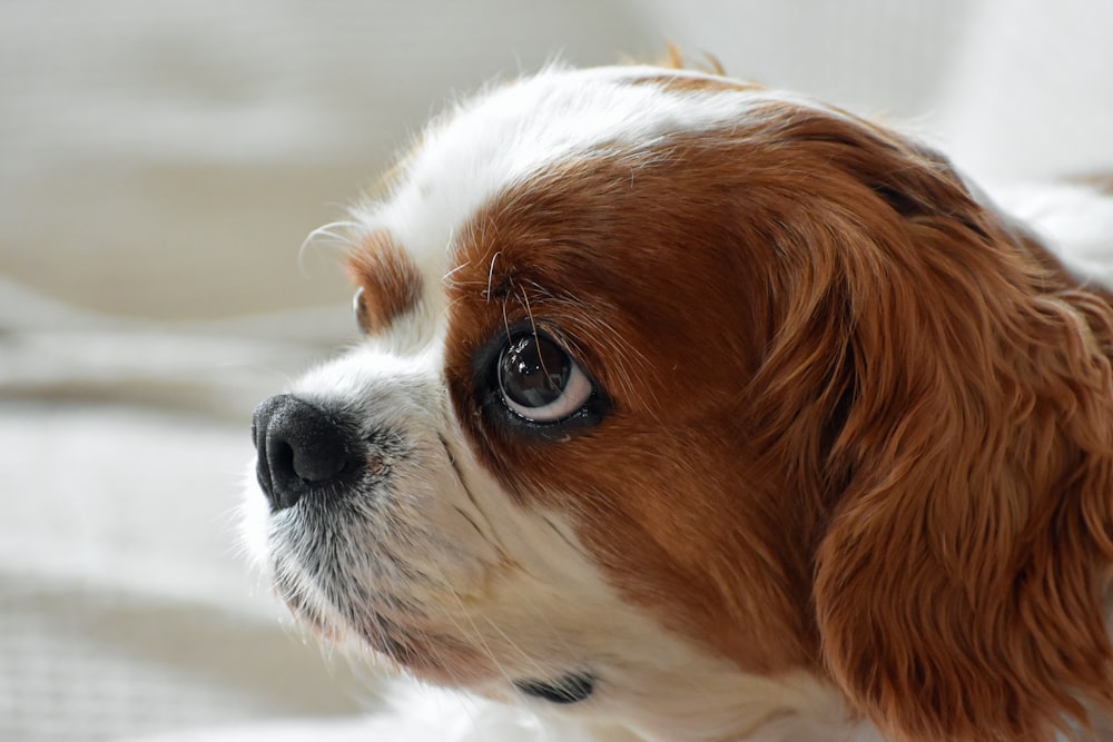 white and brown long coated small dog