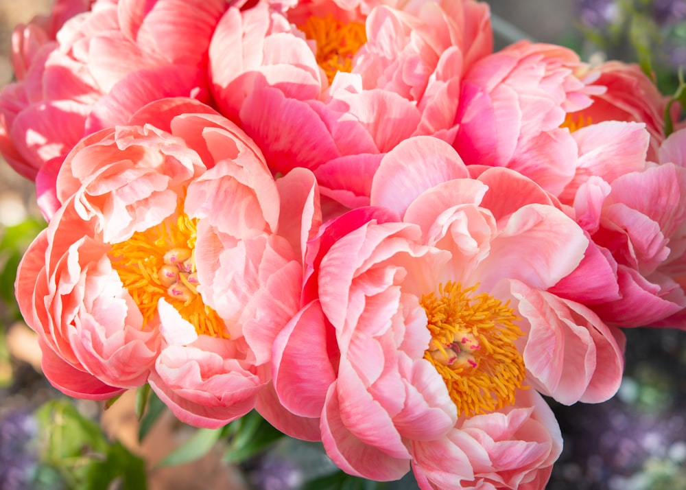 pink and yellow flowers in tilt shift lens