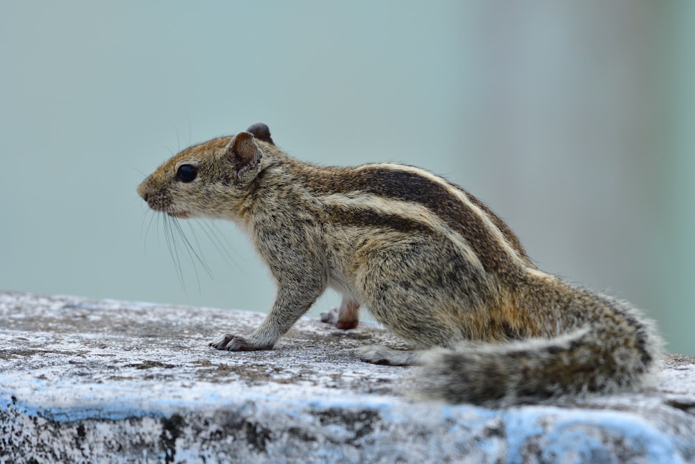 brown squirrel on gray concrete surface
