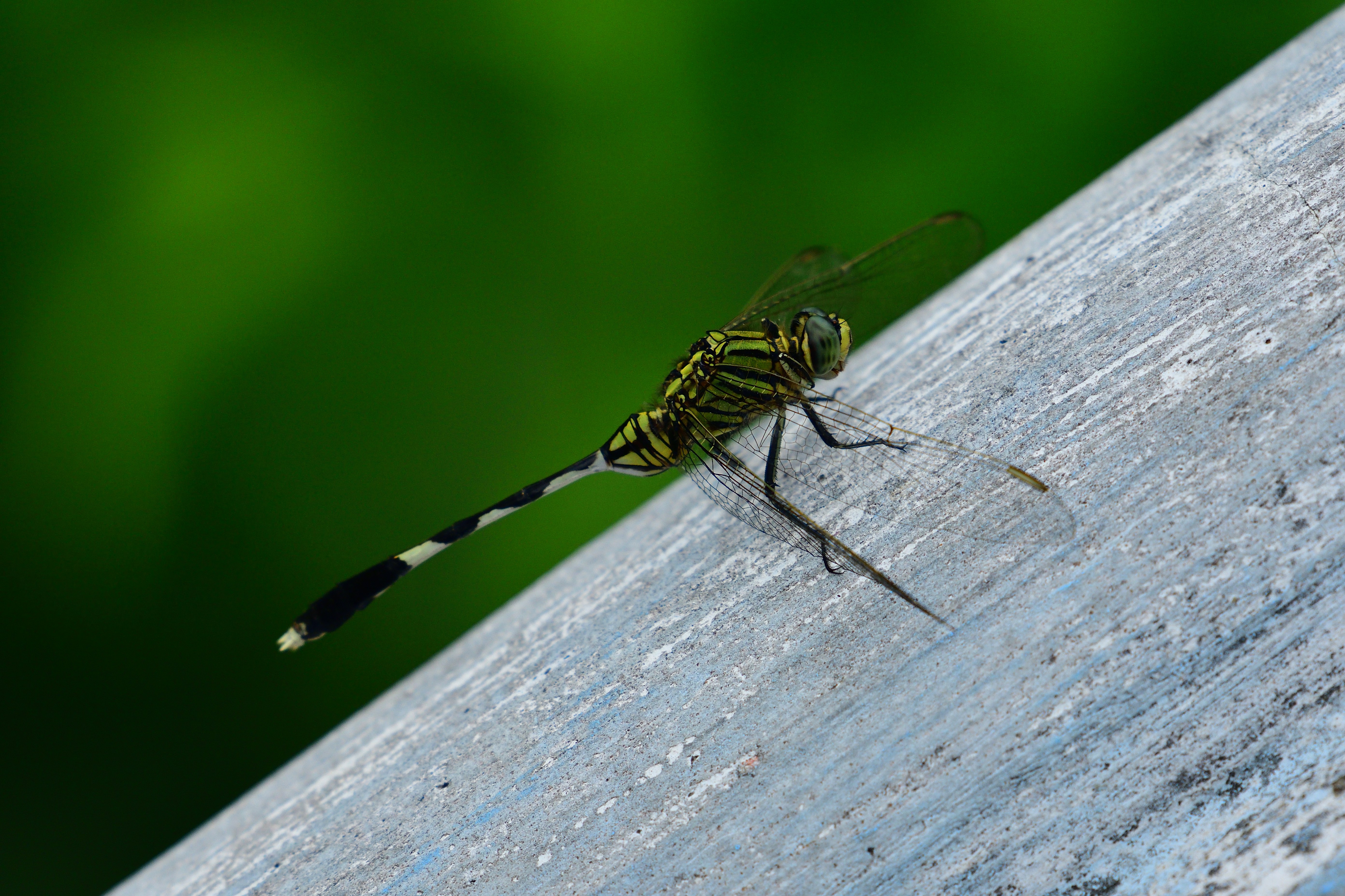 green and black dragonfly on white wooden surface during daytime