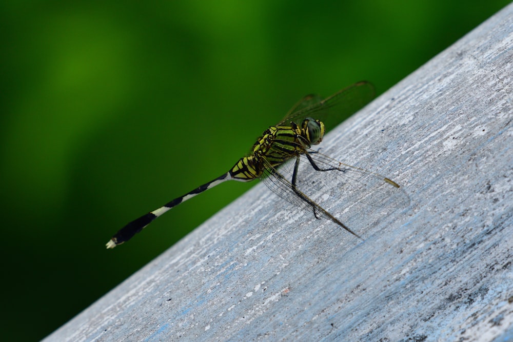 green and black dragonfly on white wooden surface during daytime