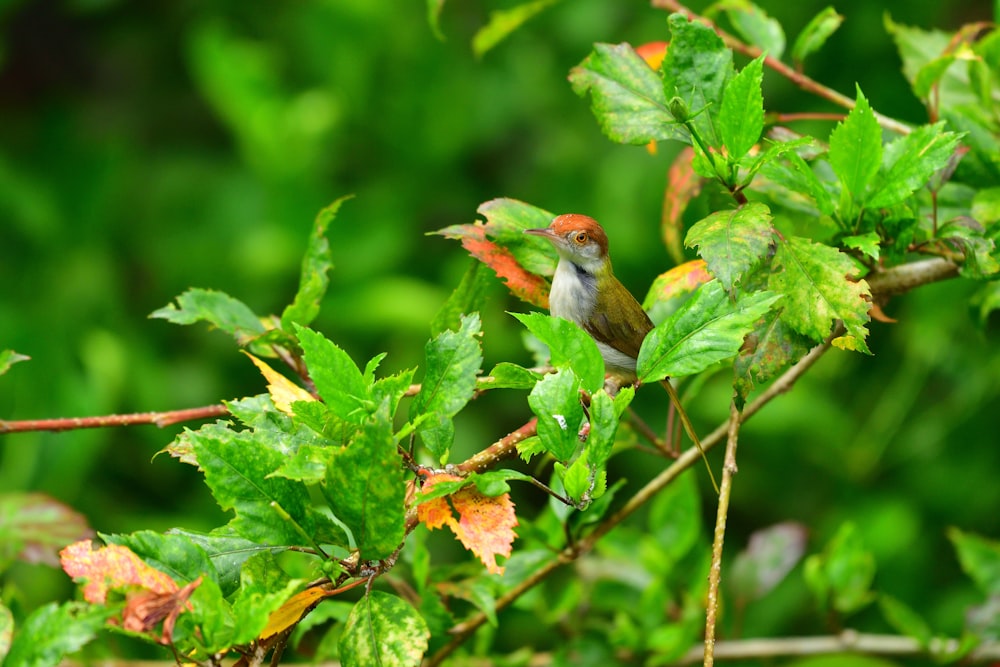 green and white bird on green leaf plant during daytime