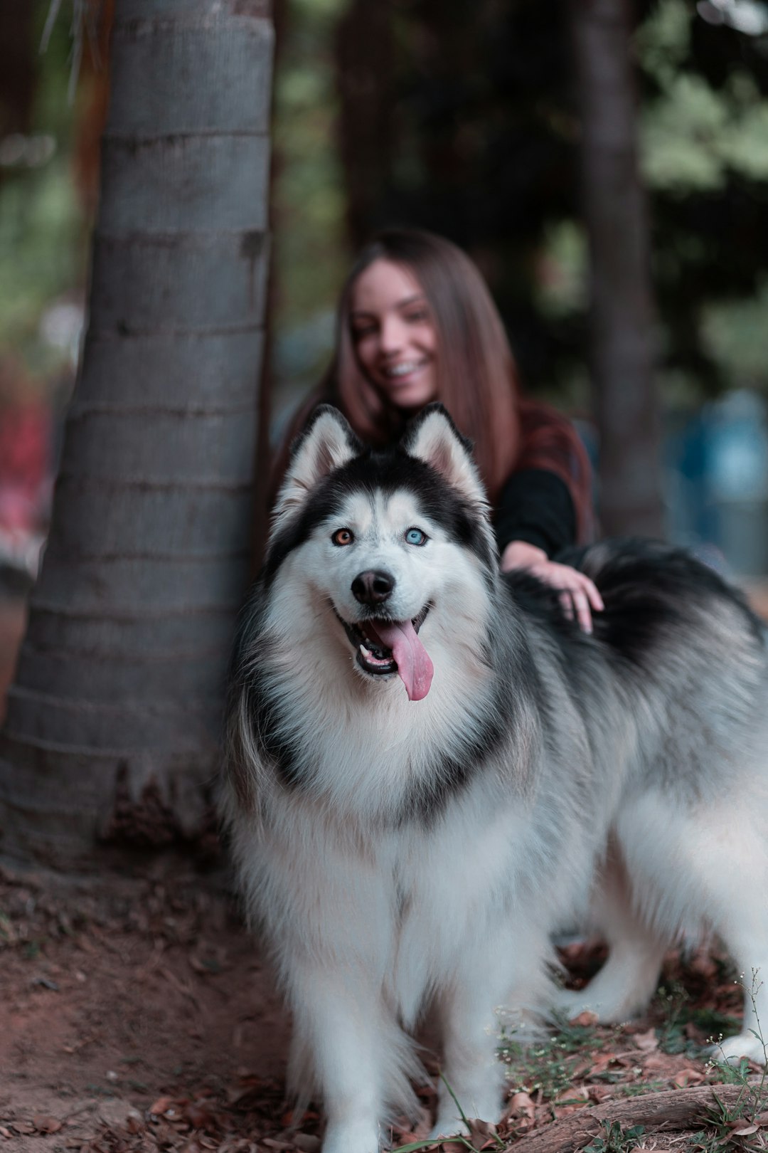 white and black siberian husky