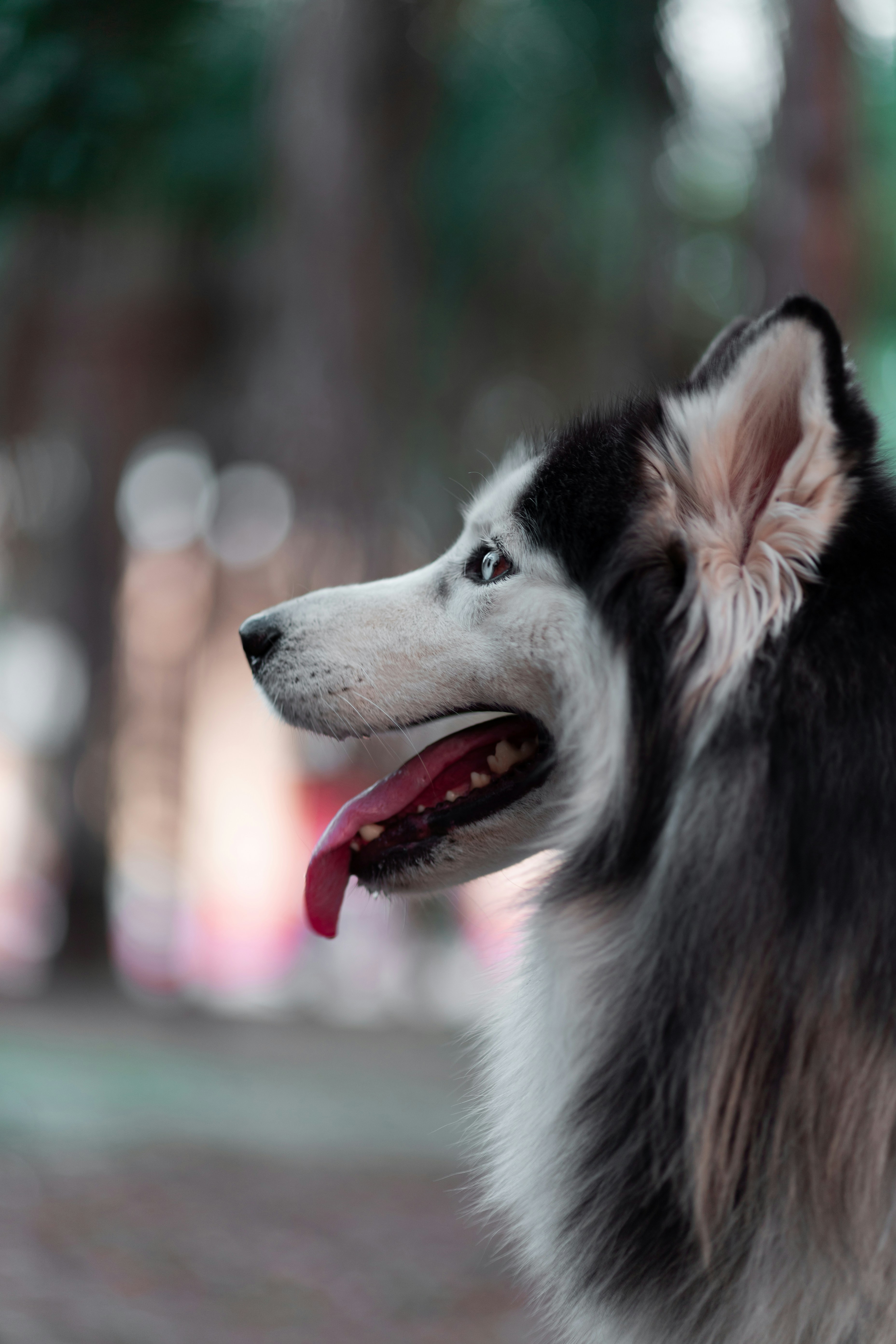 黒と白のシベリアン ハスキーの写真 Unsplashで見つける犬の無料写真