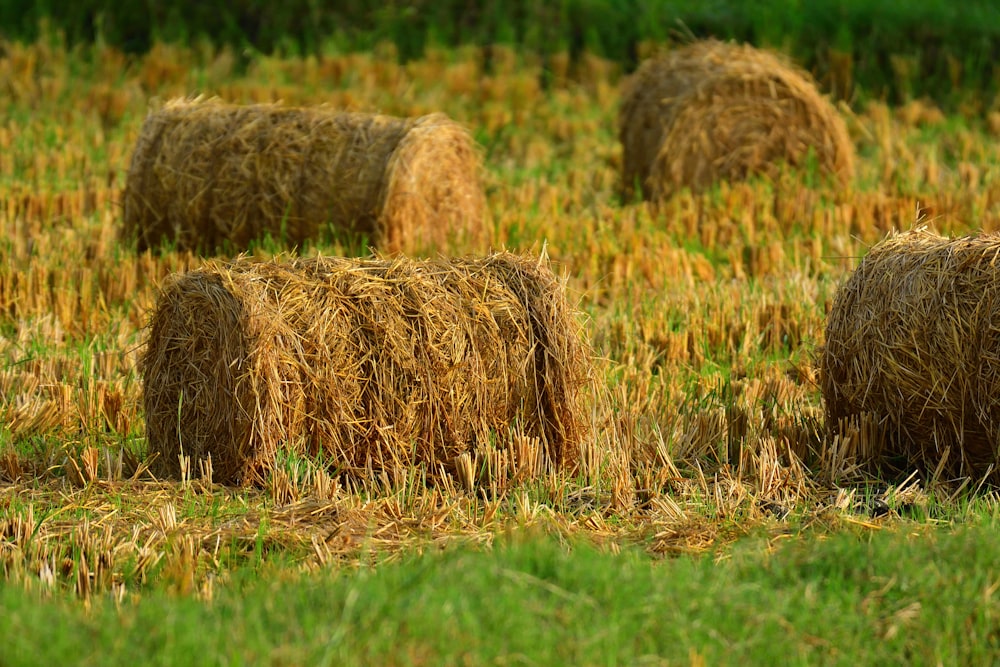 brown hays on green grass field during daytime