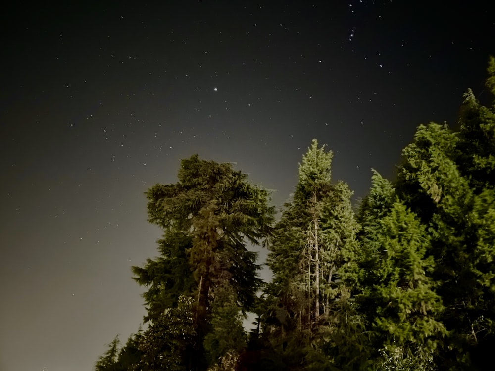 green trees under blue sky during night time