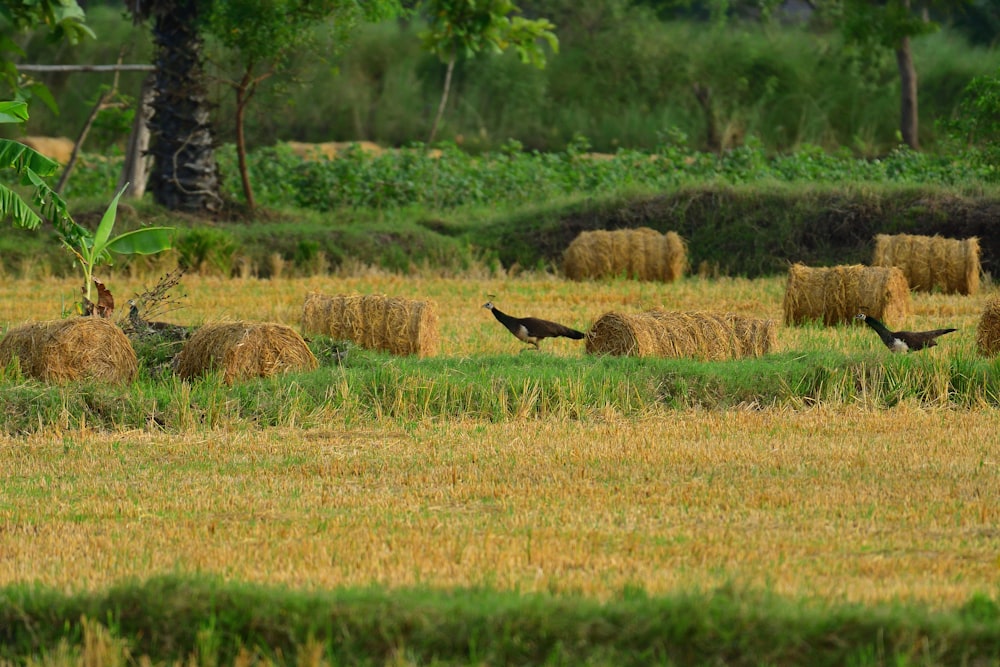 black bird on brown grass field during daytime