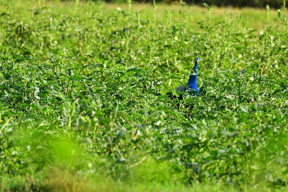 blue bird on green grass field during daytime