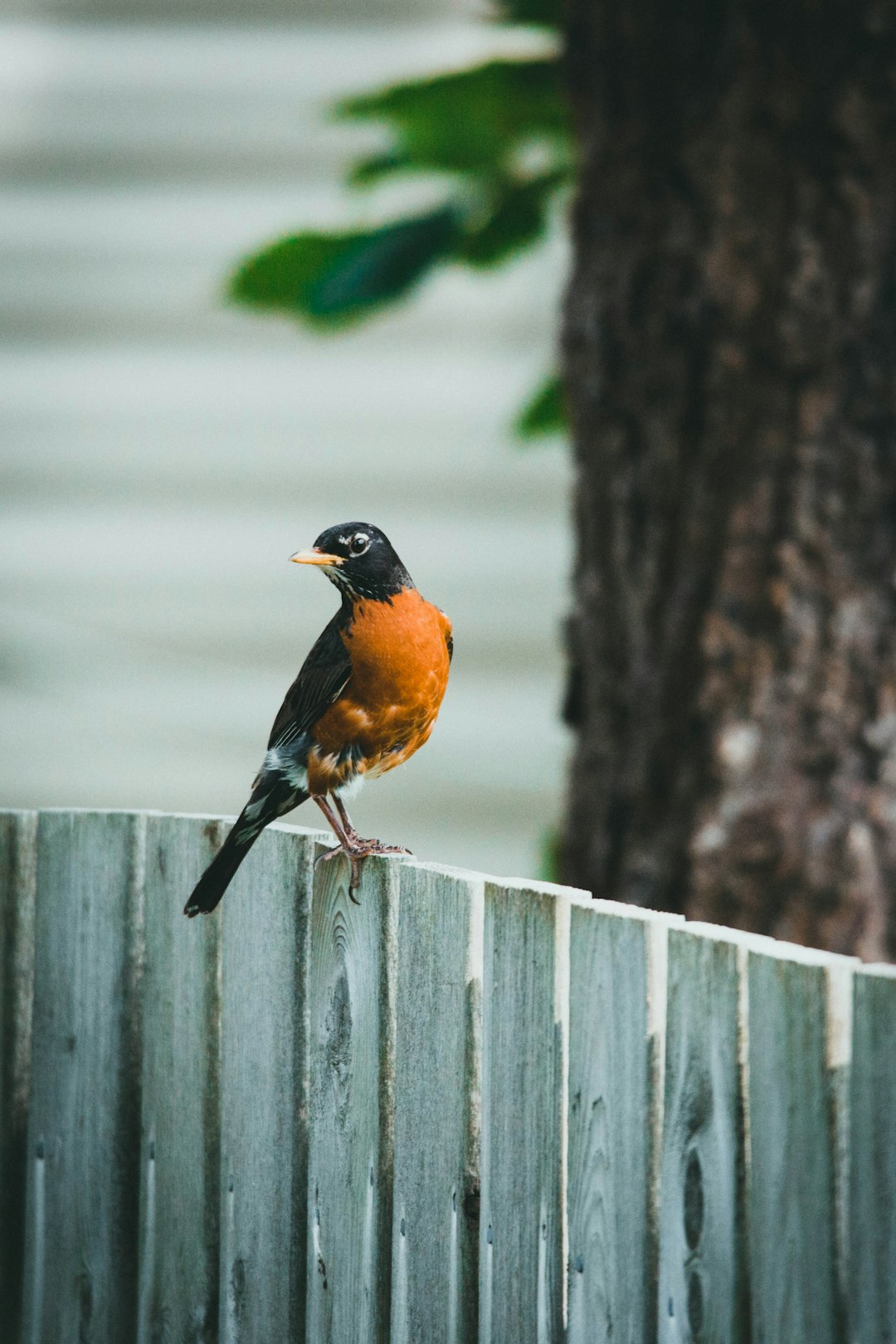 black and orange bird on brown tree trunk