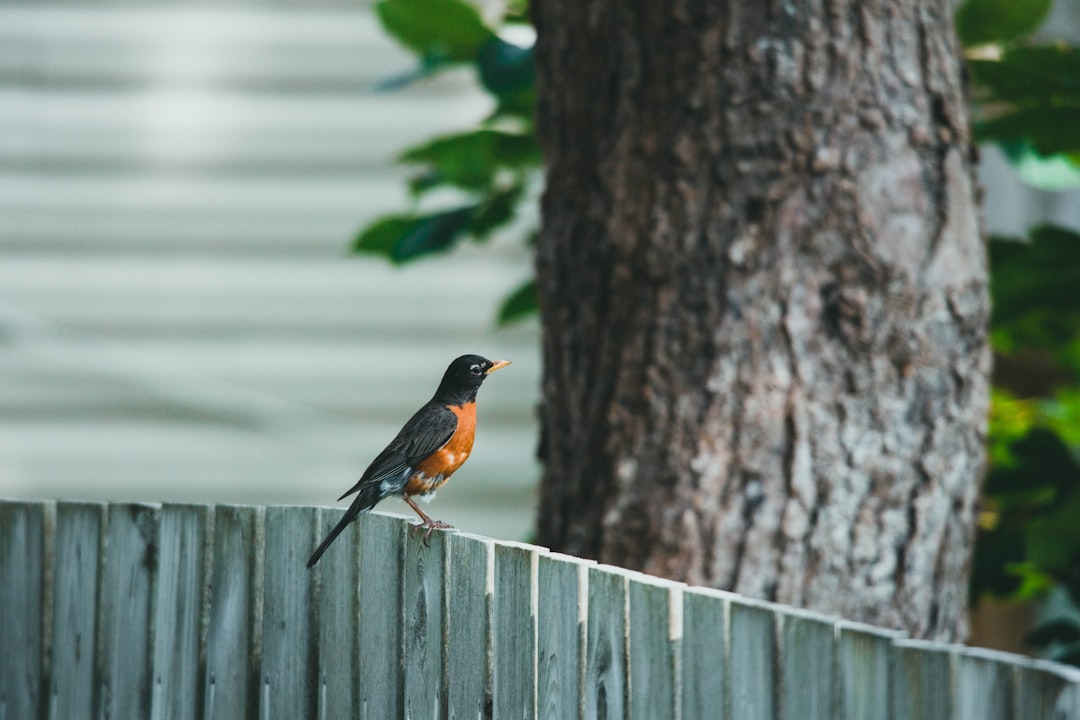 black and brown bird on tree trunk