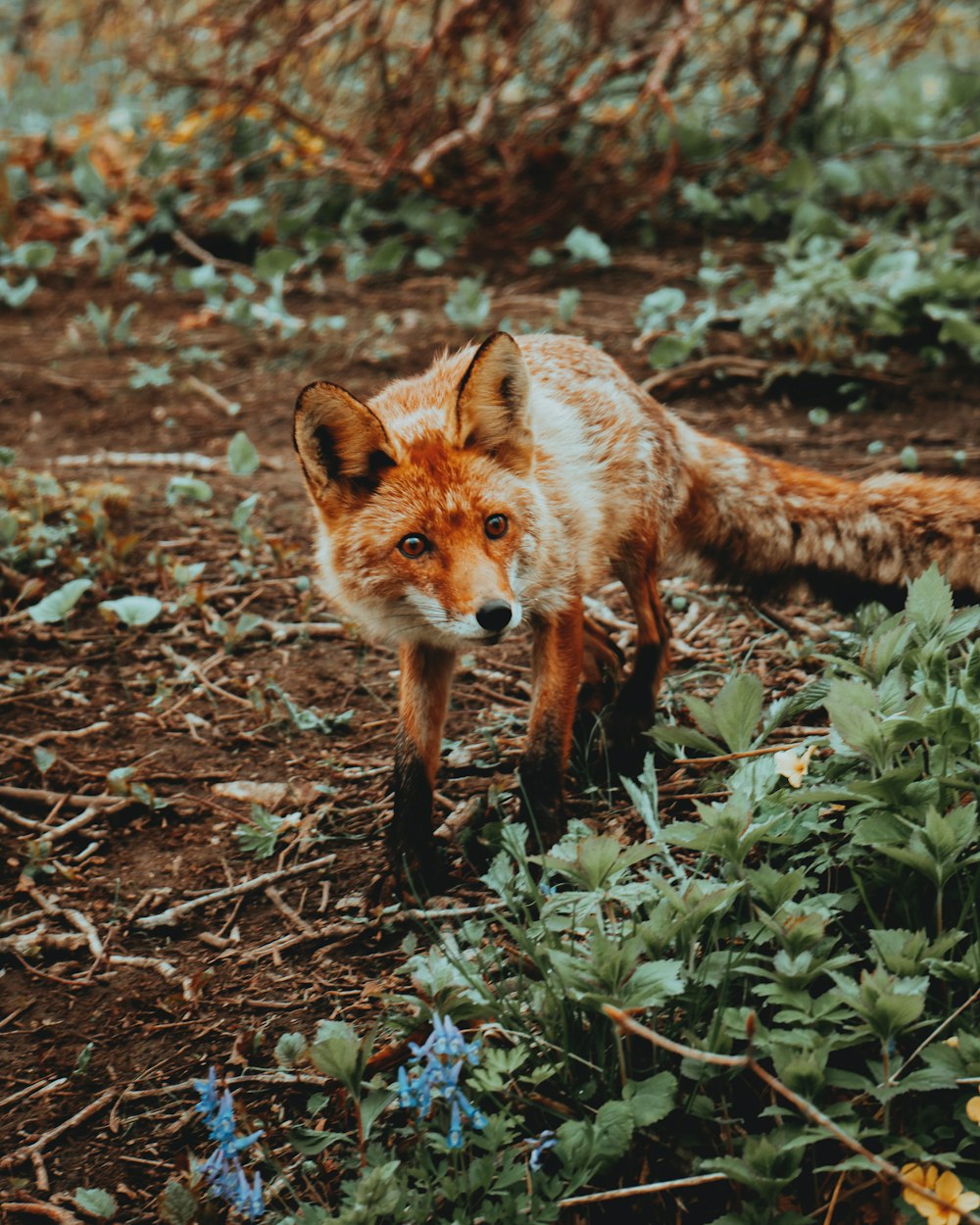 brown fox walking on dried leaves