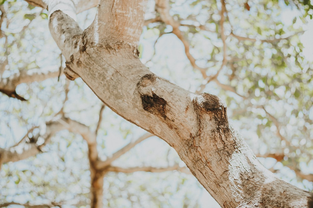 brown tree branch during daytime