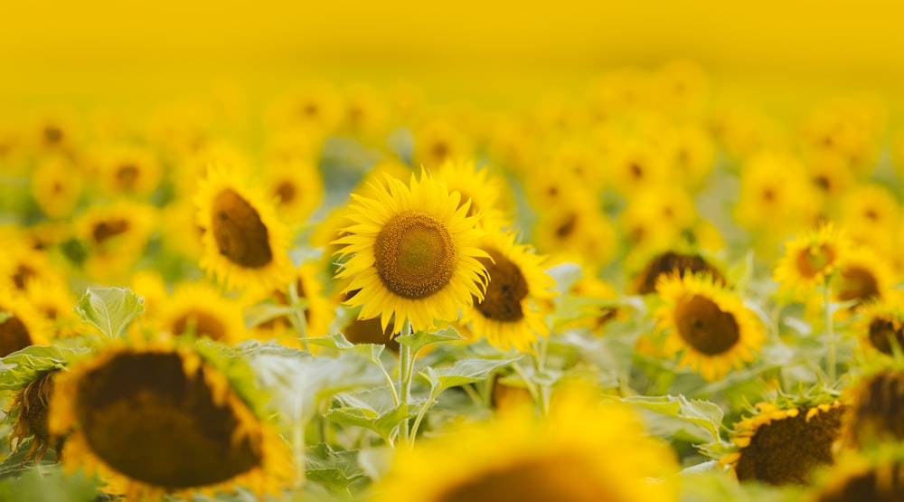 Campo de girasoles durante el día