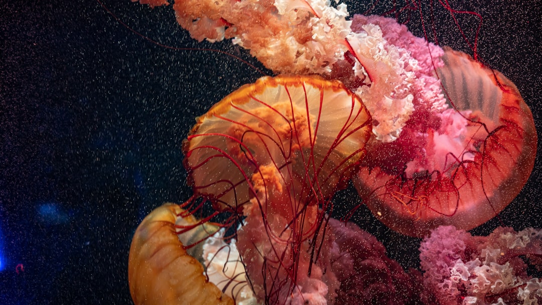 red and brown jellyfish on water