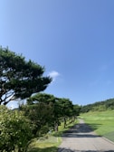 A scenic view of a lush green trail surrounded by trees.