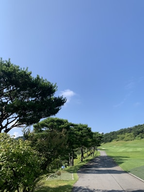 A scenic view of a lush green trail surrounded by trees.