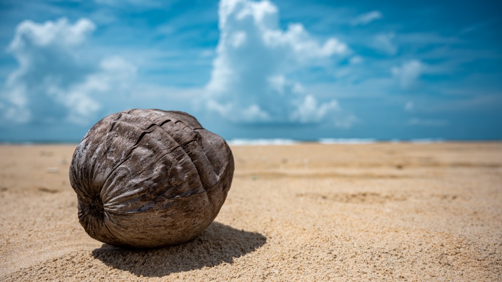 brown sea shell on brown sand during daytime