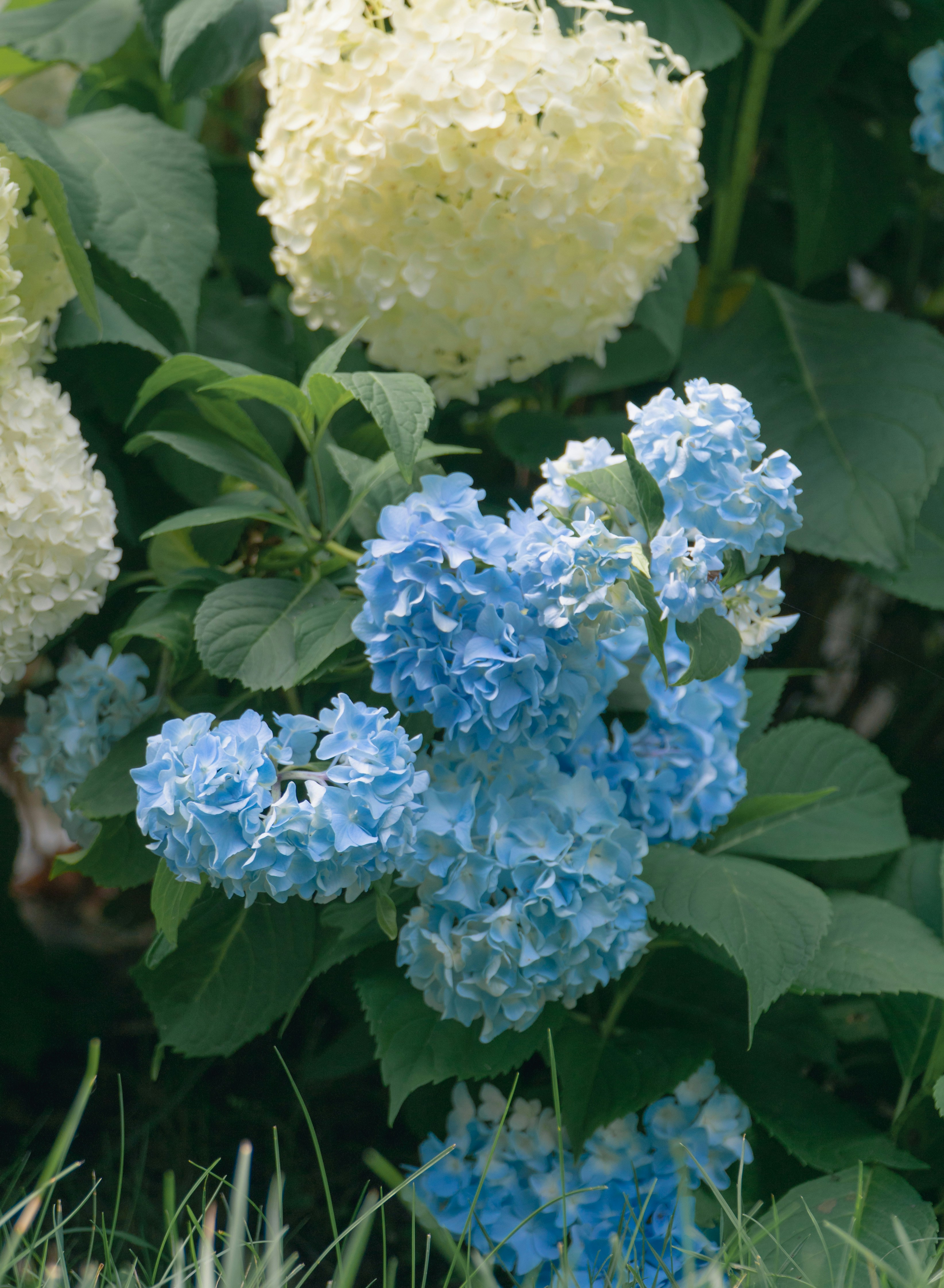 blue and white flowers with green leaves