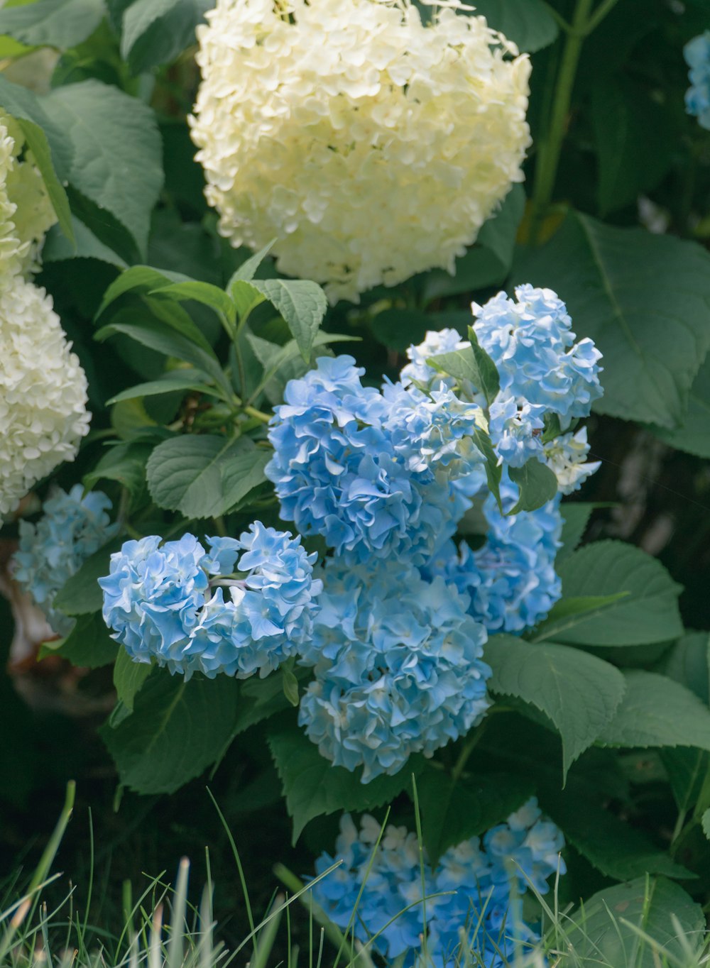 blue and white flowers with green leaves