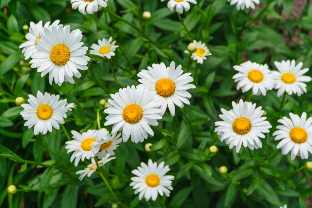 white daisy flowers in bloom during daytime