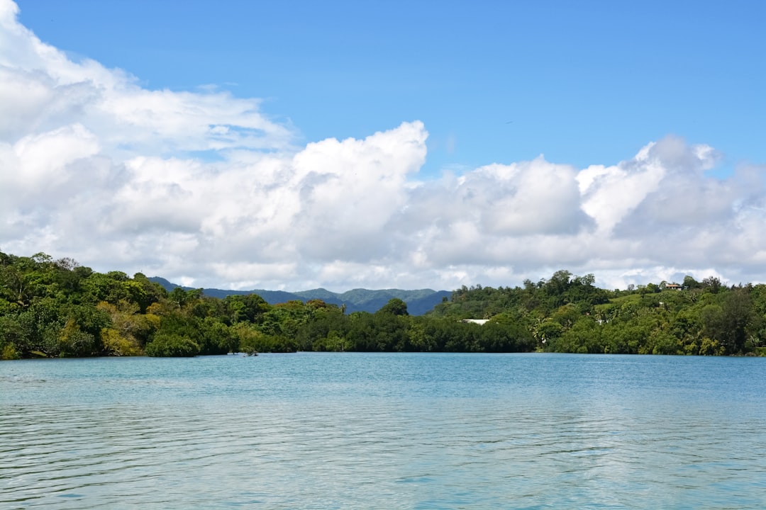 green trees beside body of water under blue sky during daytime