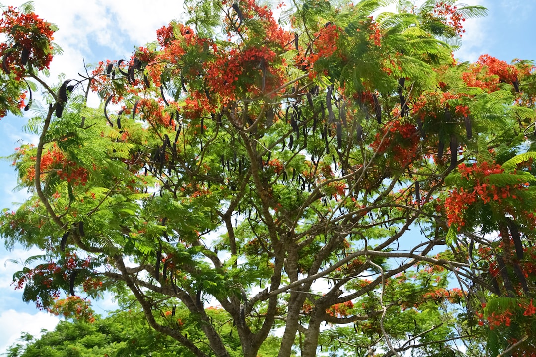 green and red leaf tree