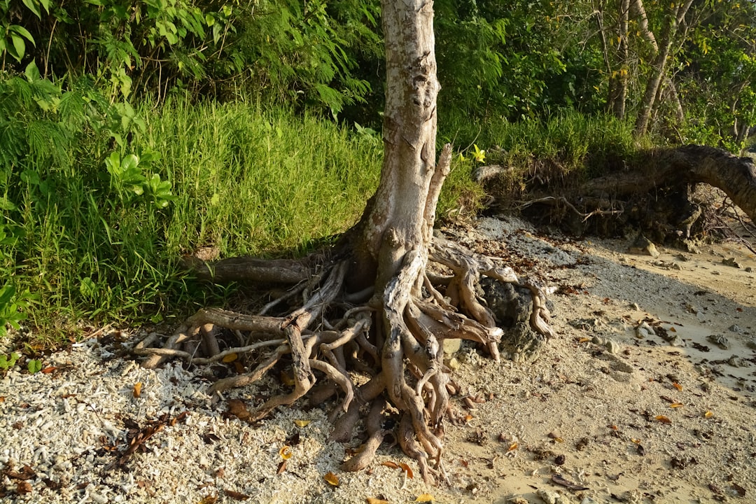 brown tree trunk on brown soil