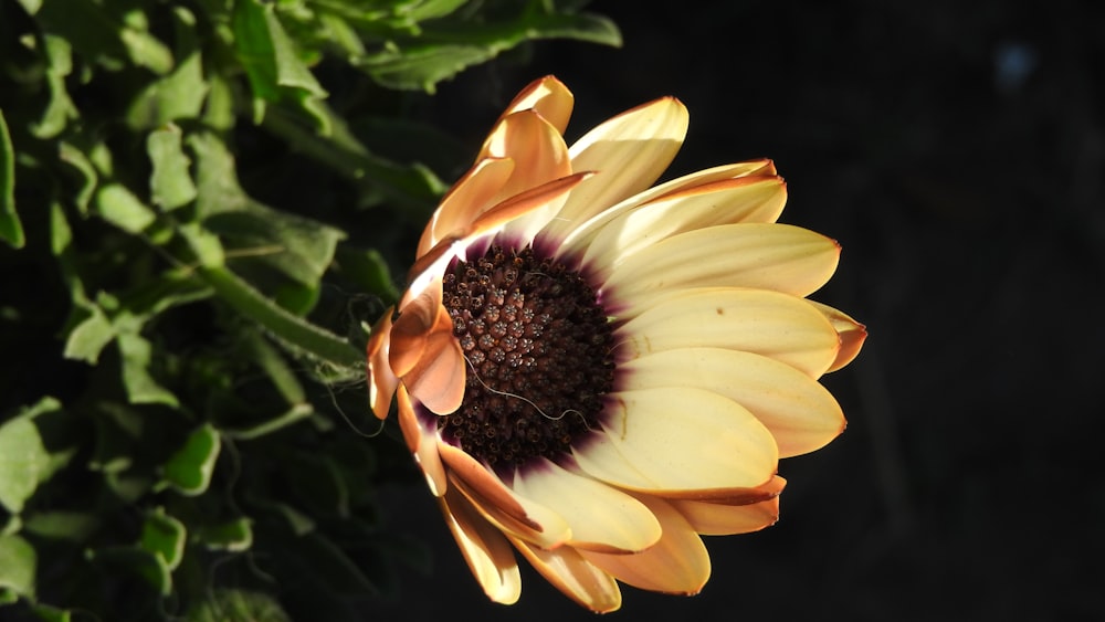 white and yellow flower in close up photography