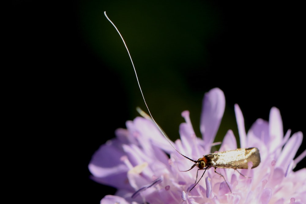 brown grasshopper perched on purple flower in close up photography during daytime