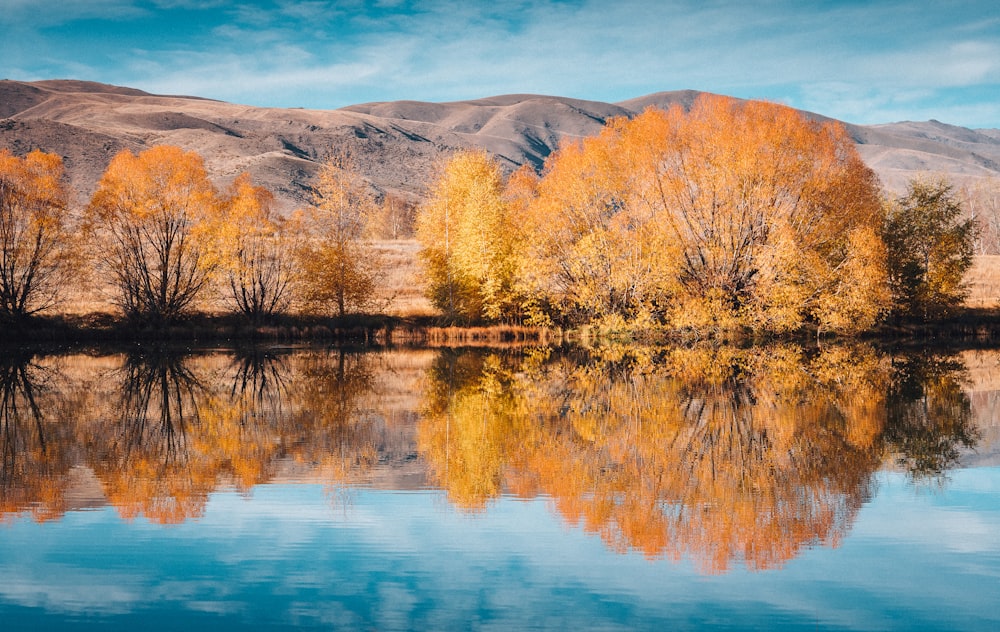 brown trees beside lake under blue sky during daytime