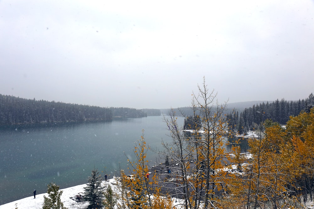 brown trees near body of water during daytime