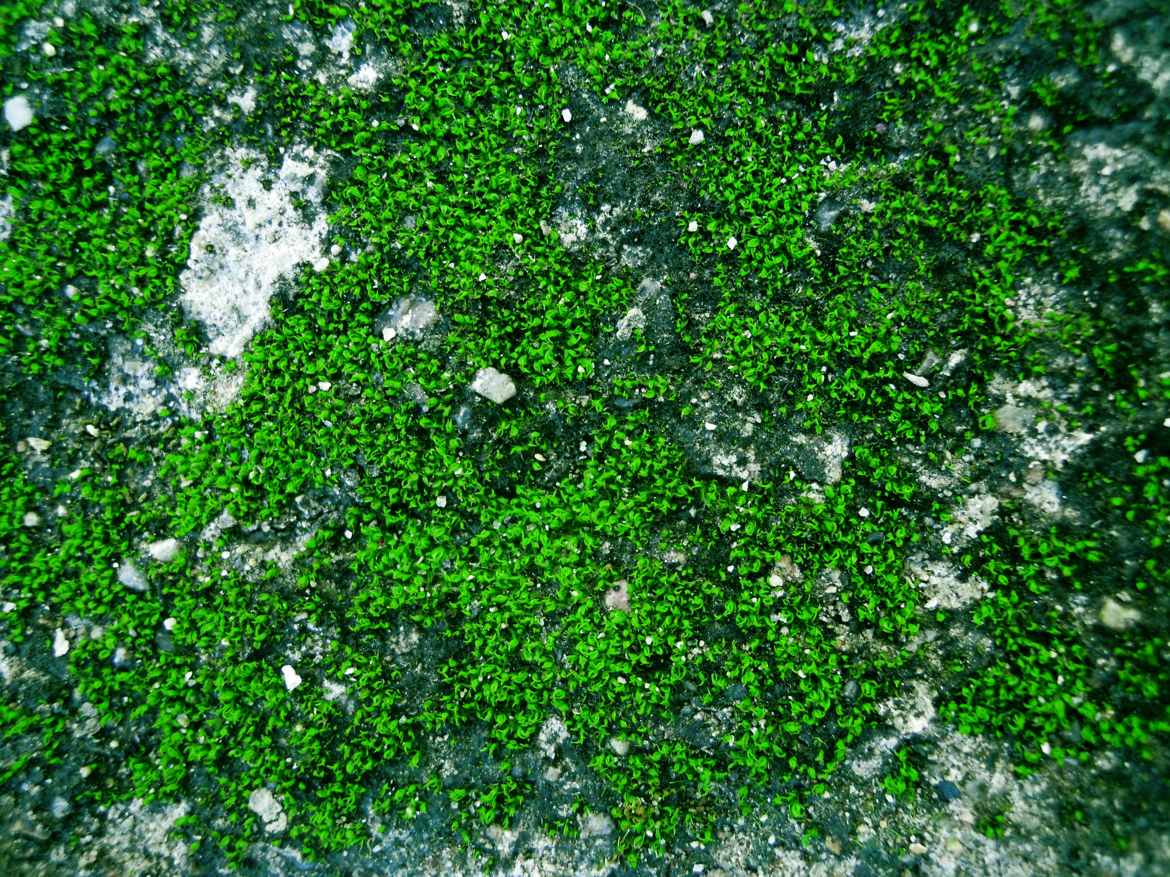 Green Hydrogen's Tipping Point: Fueling a Decarbonized Future for Industry and Transport