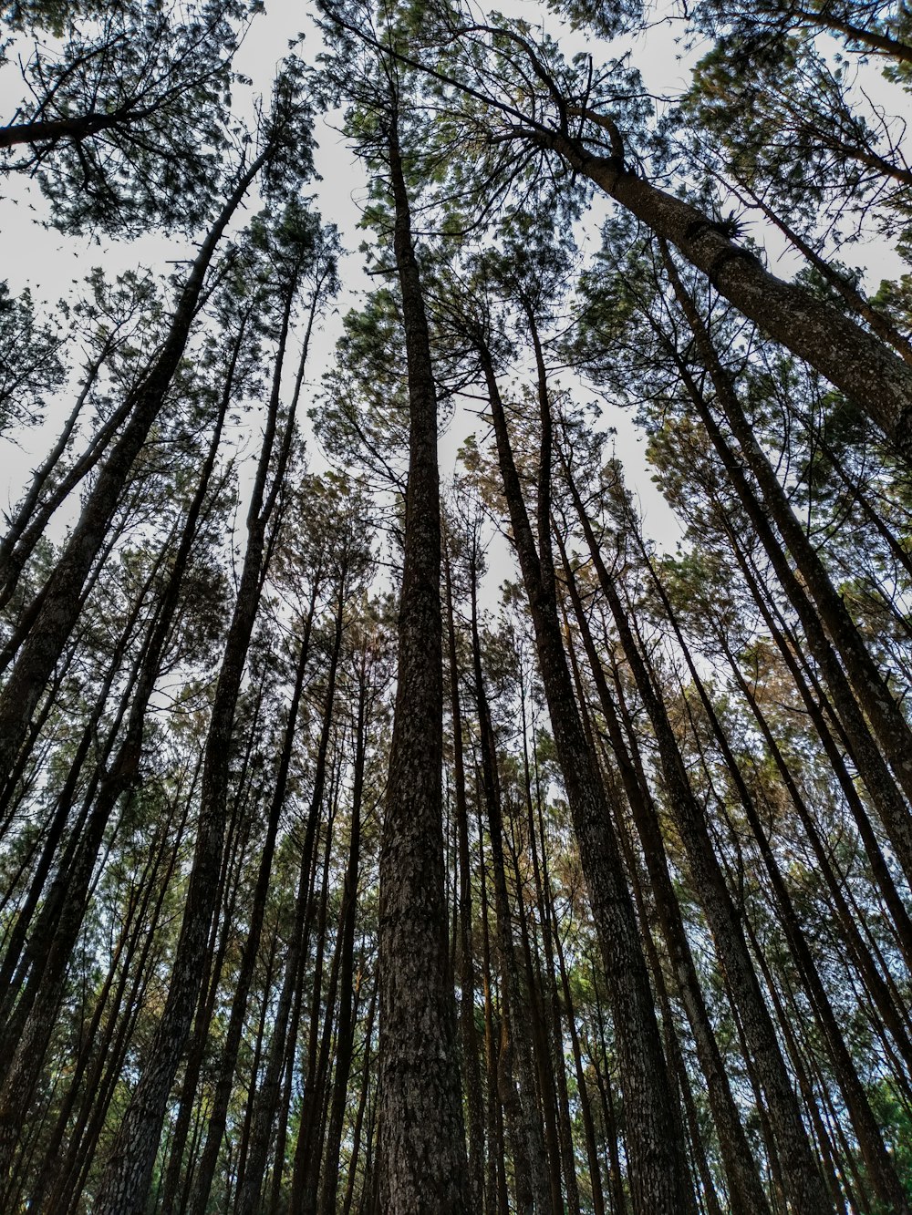 昼間の緑の木々のローアングル撮影