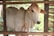 A white cow with a light brown head stands inside a wooden enclosure. The cow is tied with a rope around its neck, looking directly at the camera. The background is lush with greenery, creating a calm and serene setting.