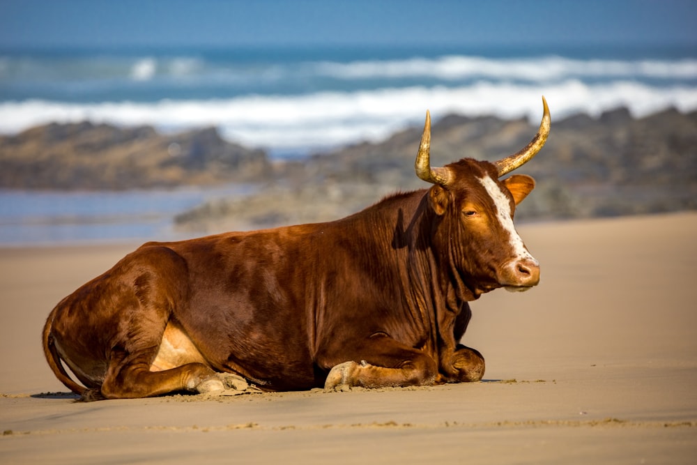 vaca marrom deitada na areia branca durante o dia