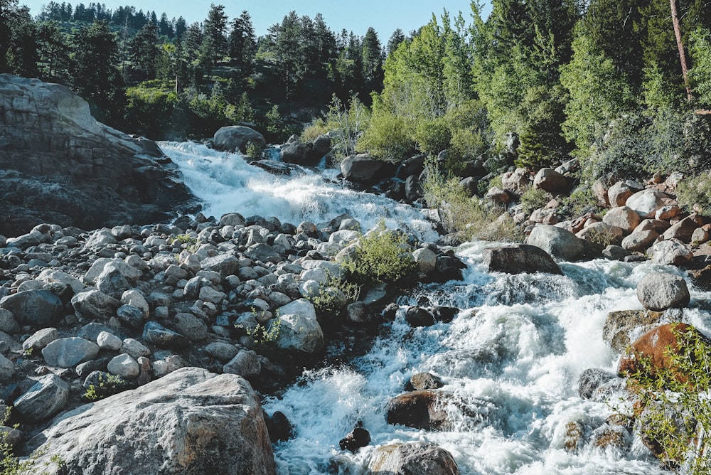 river in the middle of forest during daytime