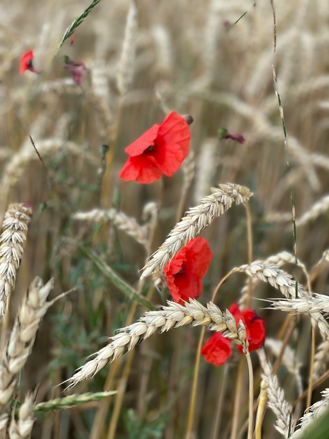 red flower on brown wheat field