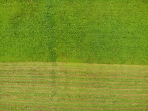 Aerial view of a large green field freshly covered by hydroseeding.