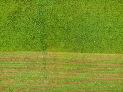Aerial view of neatly divided green plots with clear boundary markers under a bright sky.