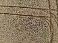 A bird’s-eye view of a golden wheat field patterned with tractor lines.