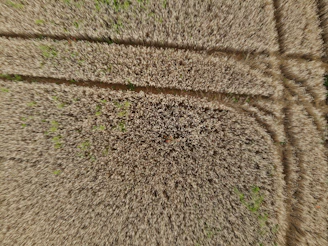 A bird’s-eye view of a golden wheat field patterned with tractor lines.