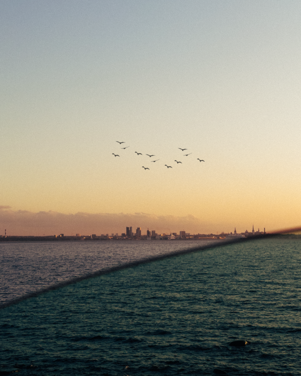 birds flying over the sea during sunset